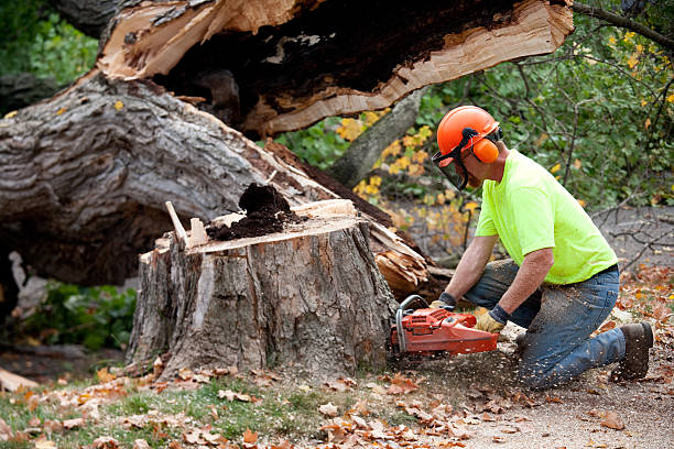  Mammoth Lakes, CA Tree Services Pros